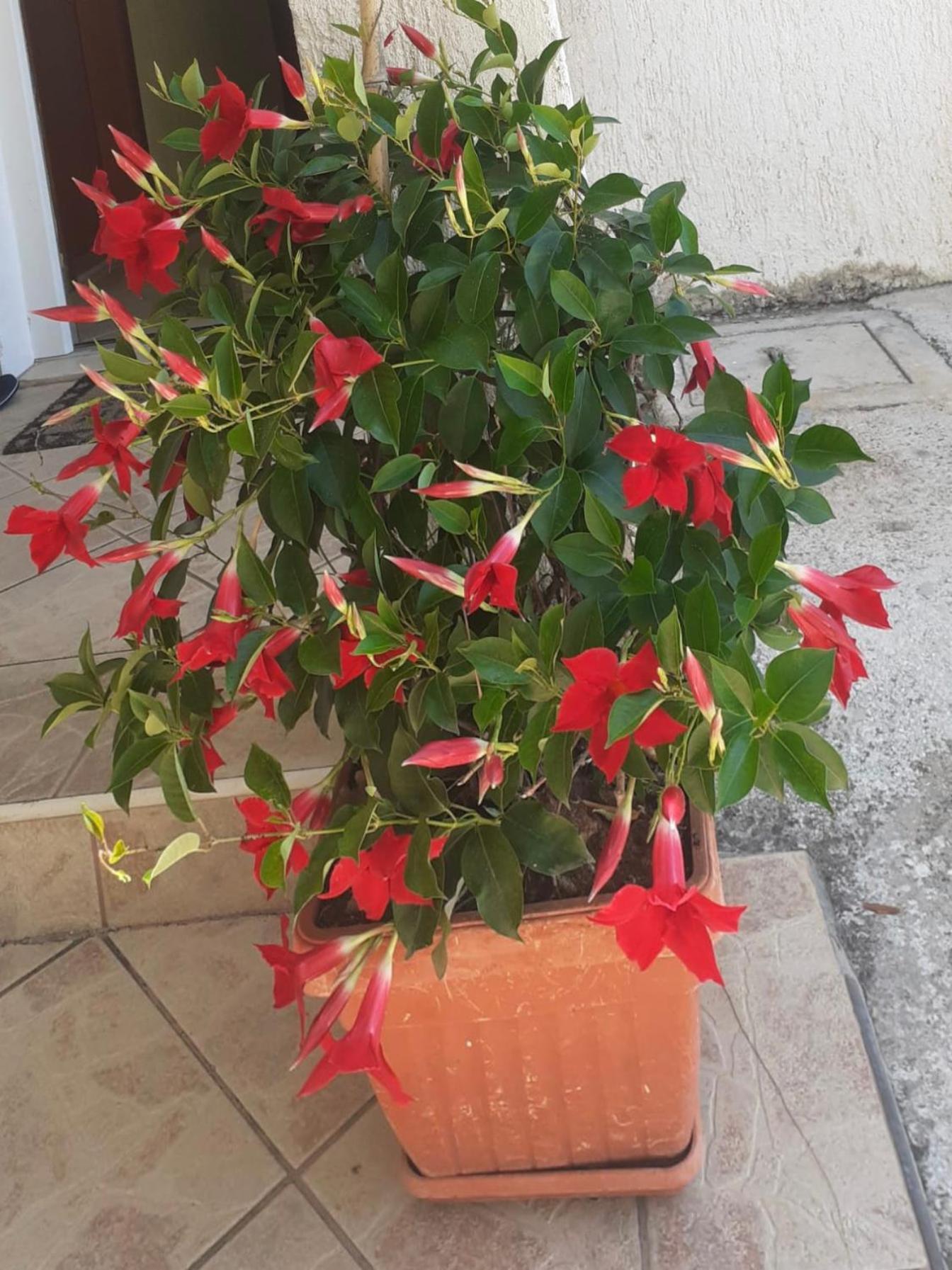 Vila Druzijanic Brist Esterno foto